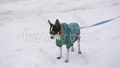 一只穿着绿色<strong>夹</strong>克的小吉<strong>娃娃</strong>狗在颤抖，沿着一条白雪覆盖的街道奔跑。 旁边是一个